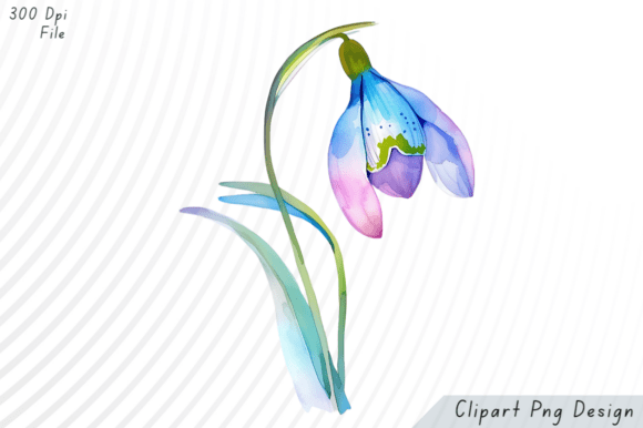 Download Watercolor Snowdrop Flower PNG Clipart - Clipart Collection