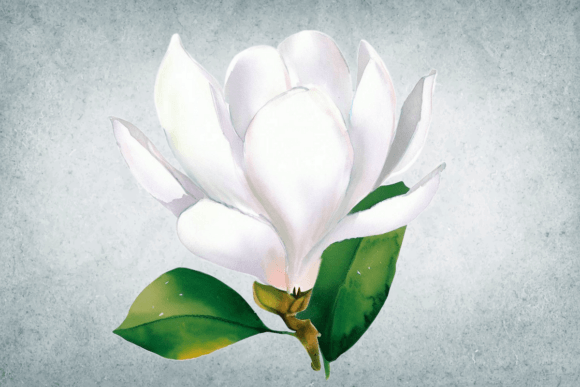 Download Watercolor White Magnolia Flower Clipart - Clipart Collection